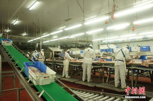 探访西班牙火腿工厂 从优选原材料到高标准的卫生保障